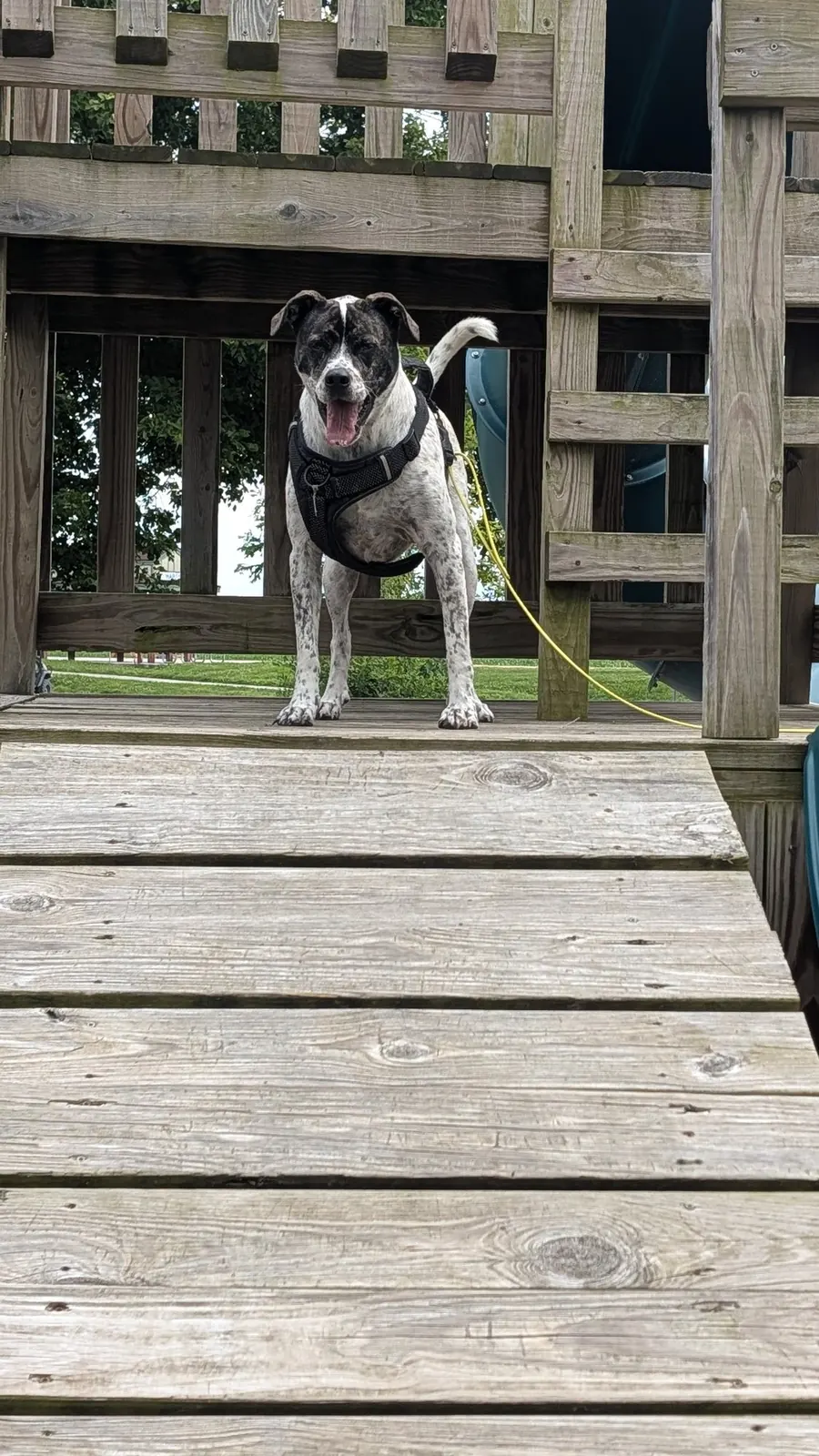 Enzo standing on a wooden play structure during a trail stop