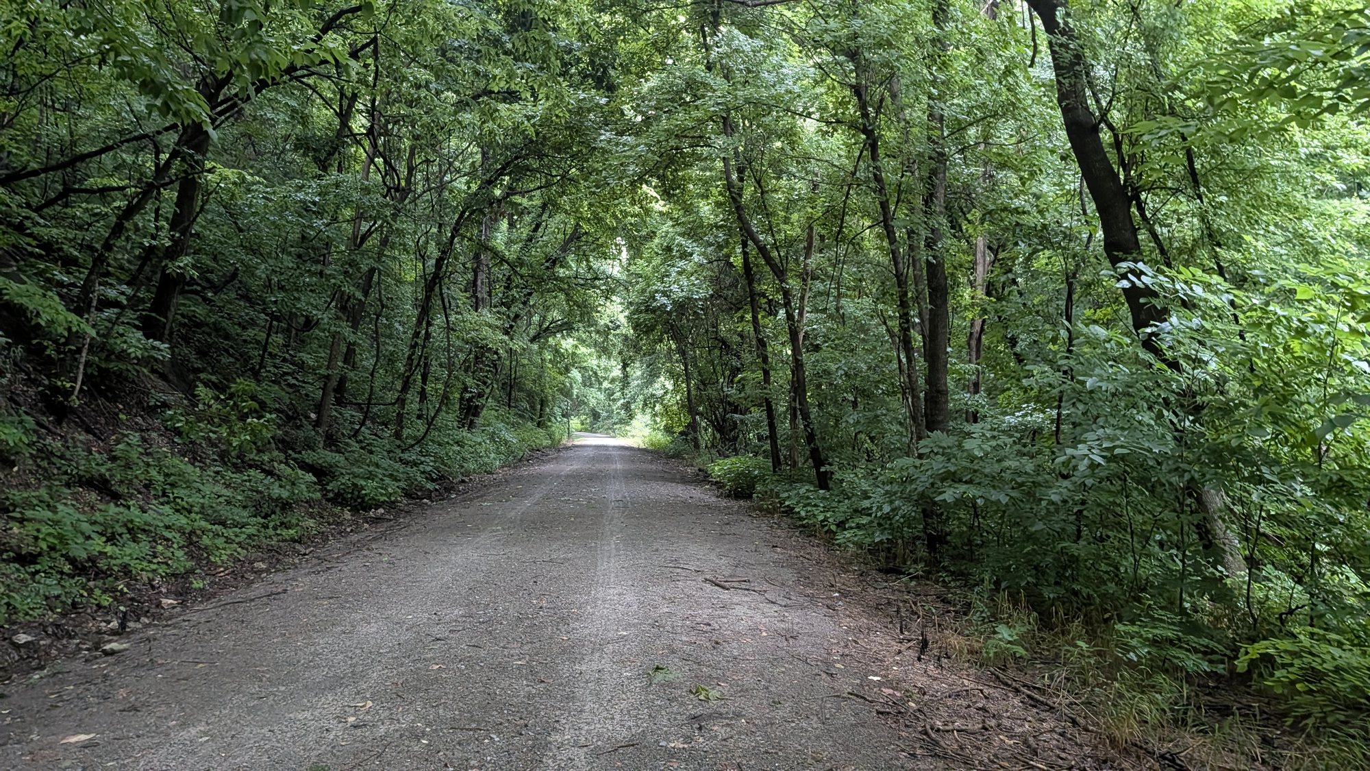 Forest corridor along the walking route